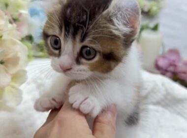 アメリカンカール　女の子