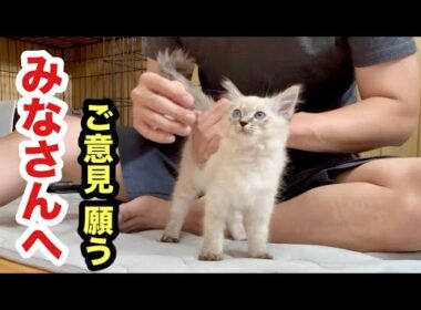 保護した子猫についてご意見ください