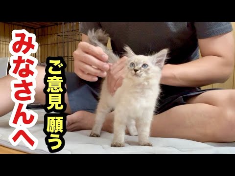保護した子猫についてご意見ください