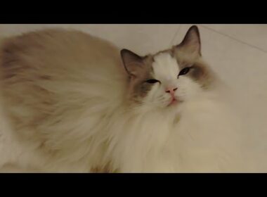 今日のにゃんず🐱#ミヌエット#ラガマフィン#ラグドール#猫#ねこ#子猫#小猫#live #live配信#ライブ#ライブ配信#猫配信#猫動画#cat#kitten#minuet#ragdoll