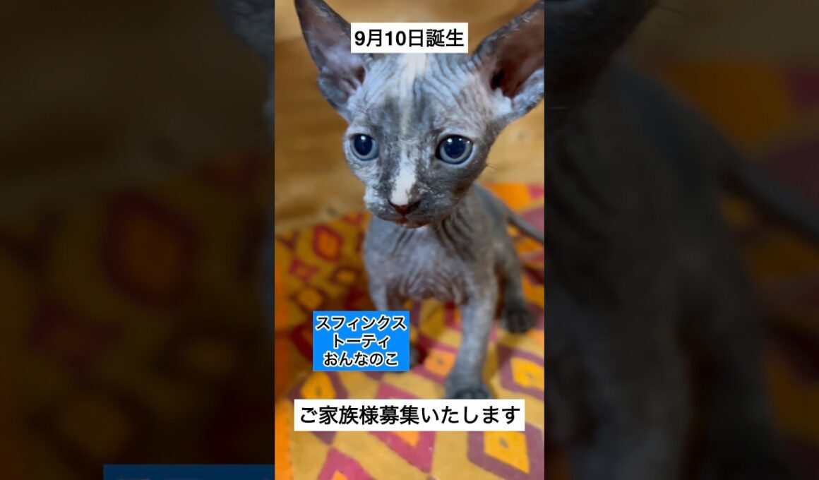 スフィンクスベビー2頭ご家族様募集開始します✨ #sphynx #shorts #スフィンクス #猫動画 #ご家族様募集中