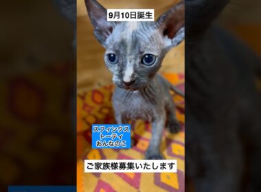スフィンクスベビー2頭ご家族様募集開始します✨ #sphynx #shorts #スフィンクス #猫動画 #ご家族様募集中