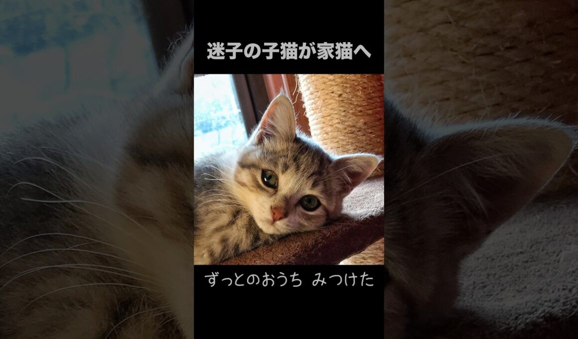 迷子の子猫が家猫になった#shorts