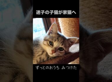 迷子の子猫が家猫になった#shorts