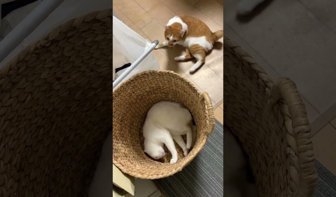 個室ダイスキ！