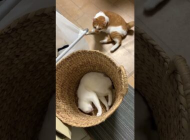 個室ダイスキ！