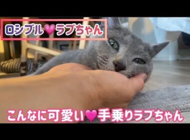 ロシブル💗ラブちゃん・こんなに可愛い💗手乗りラブちゃん🤡
