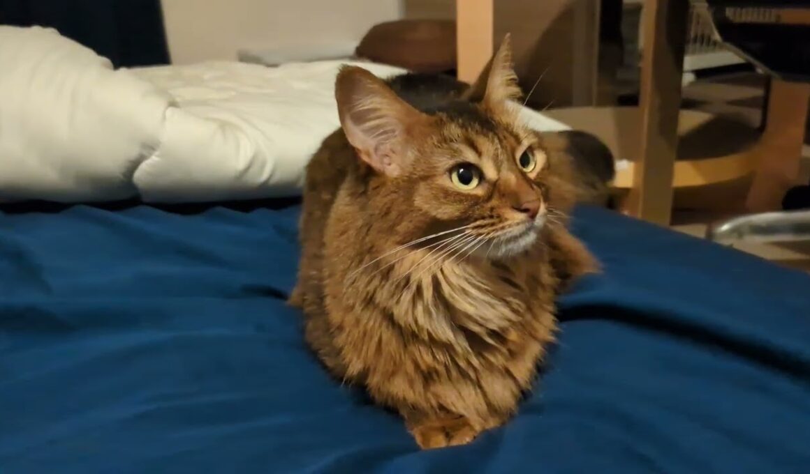 【1361日目】ほりほりスンッ #ソマリ #cat