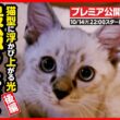 【子猫 保護】こ…こ…これは可愛いすぎでしょ！！な子猫がご入園しました【後編】