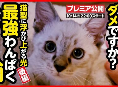【子猫 保護】こ…こ…これは可愛いすぎでしょ！！な子猫がご入園しました【後編】