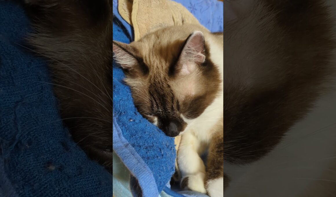 飼猫「そらくん」大いびき、毎日殆ど寝り続ける洋猫#shortsyoutube #スノーシュー#cat