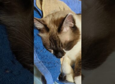 飼猫「そらくん」大いびき、毎日殆ど寝り続ける洋猫#shortsyoutube #スノーシュー#cat