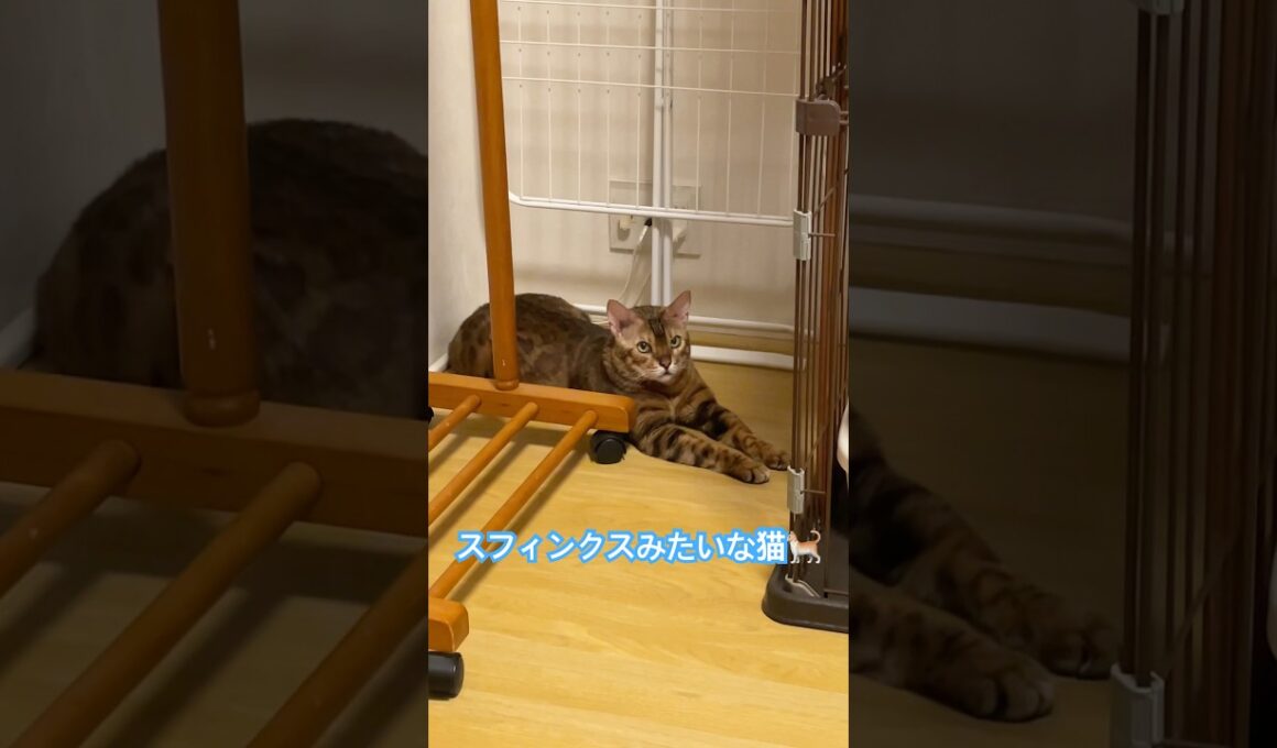 スフィンクスみたいな猫🐈 #ショート #猫 #猫のいる暮らし #ねこのいる生活 #ネコ #スフィンクス #shorts #sfinks #おもしろ #可愛い #癒し #ベンガル #bengal