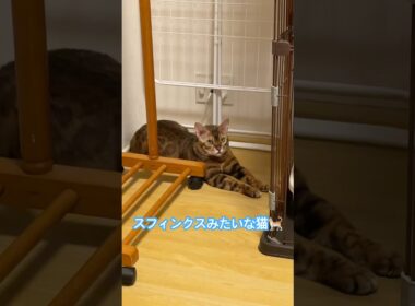 スフィンクスみたいな猫🐈 #ショート #猫 #猫のいる暮らし #ねこのいる生活 #ネコ #スフィンクス #shorts #sfinks #おもしろ #可愛い #癒し #ベンガル #bengal