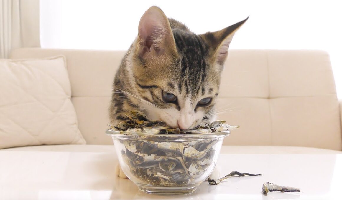 【保護猫】初めての煮干しに大興奮するナルト【2025年10月14日】