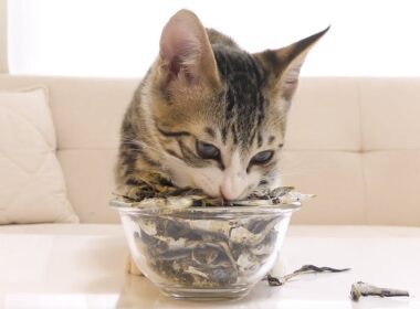 【保護猫】初めての煮干しに大興奮するナルト【2025年10月14日】