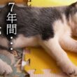 7年間一緒の布団で寝て子猫を育てた結果こうなりました...