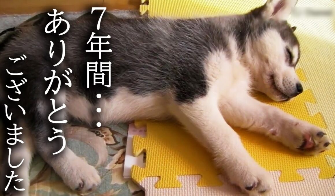 7年間一緒の布団で寝て子猫を育てた結果こうなりました...