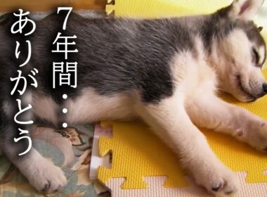 7年間一緒の布団で寝て子猫を育てた結果こうなりました...