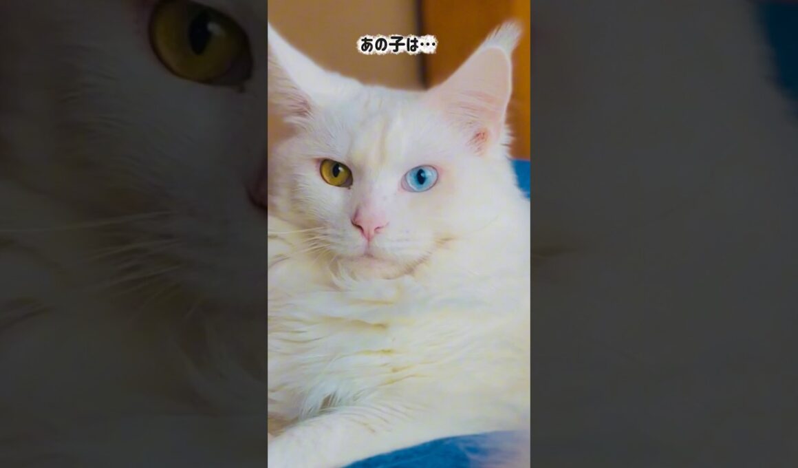 美しさの秘密は...食事なんだな😼#shorts #メインクーン #cat