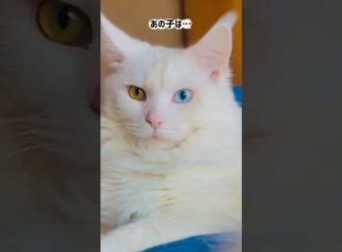 美しさの秘密は...食事なんだな😼#shorts #メインクーン #cat