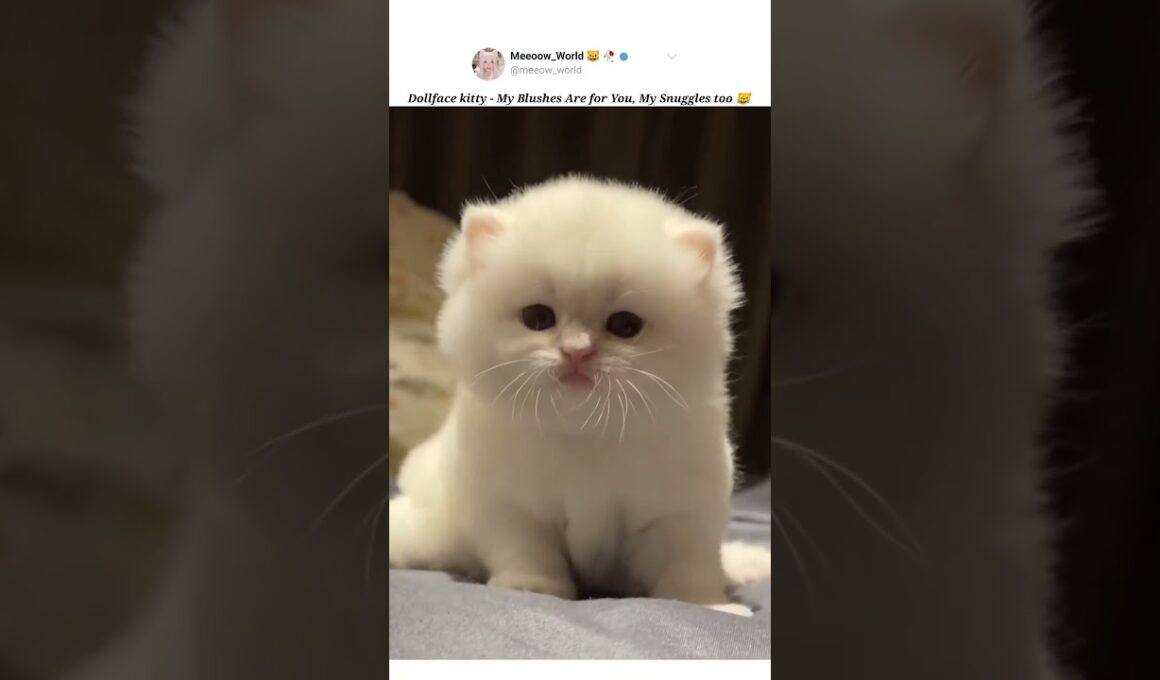 Dollface kitty 😸 #kitten #cuteanimals #catcat #babyanimal #pets #cute #babycat #american #animalmeow