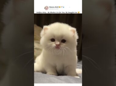 Dollface kitty 😸 #kitten #cuteanimals #catcat #babyanimal #pets #cute #babycat #american #animalmeow