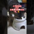 ２代目当主ウタ＝スフィンクスお夜食を強奪される…#cat #ねこ #猫スフィンクス