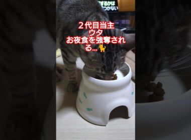 ２代目当主ウタ＝スフィンクスお夜食を強奪される…#cat #ねこ #猫スフィンクス