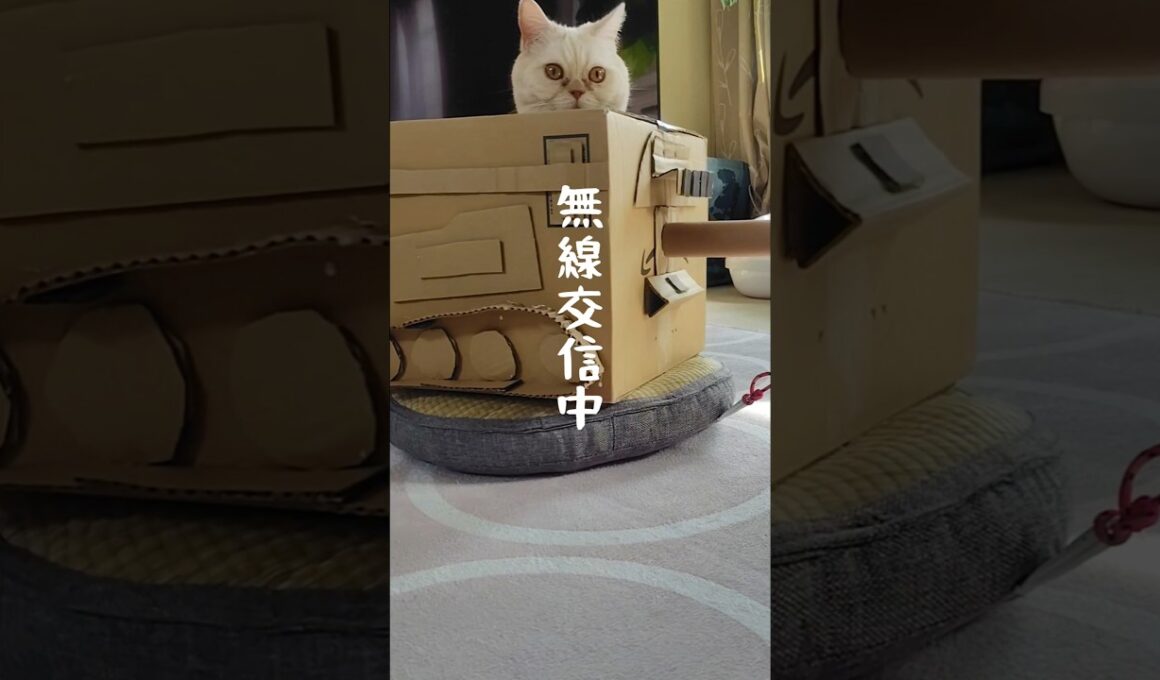 警戒猫#マンチカン