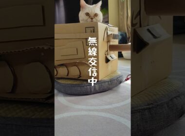 警戒猫#マンチカン