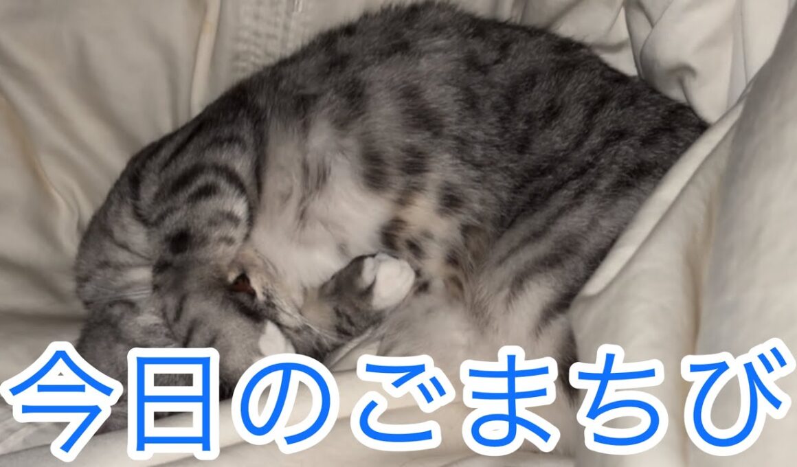 今日のごまちび🐱