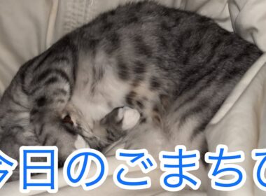 今日のごまちび🐱