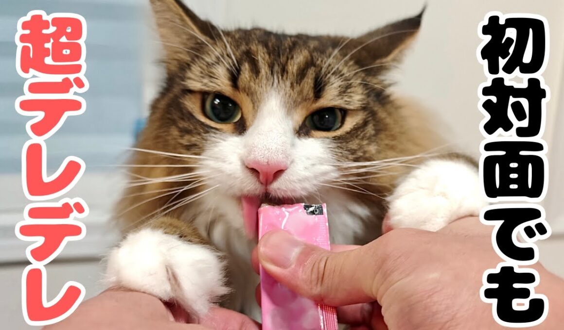 北欧猫は人間が大好き！初対面の友人に甘えまくる様子がこちらです