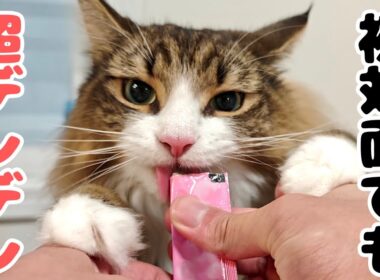 北欧猫は人間が大好き！初対面の友人に甘えまくる様子がこちらです