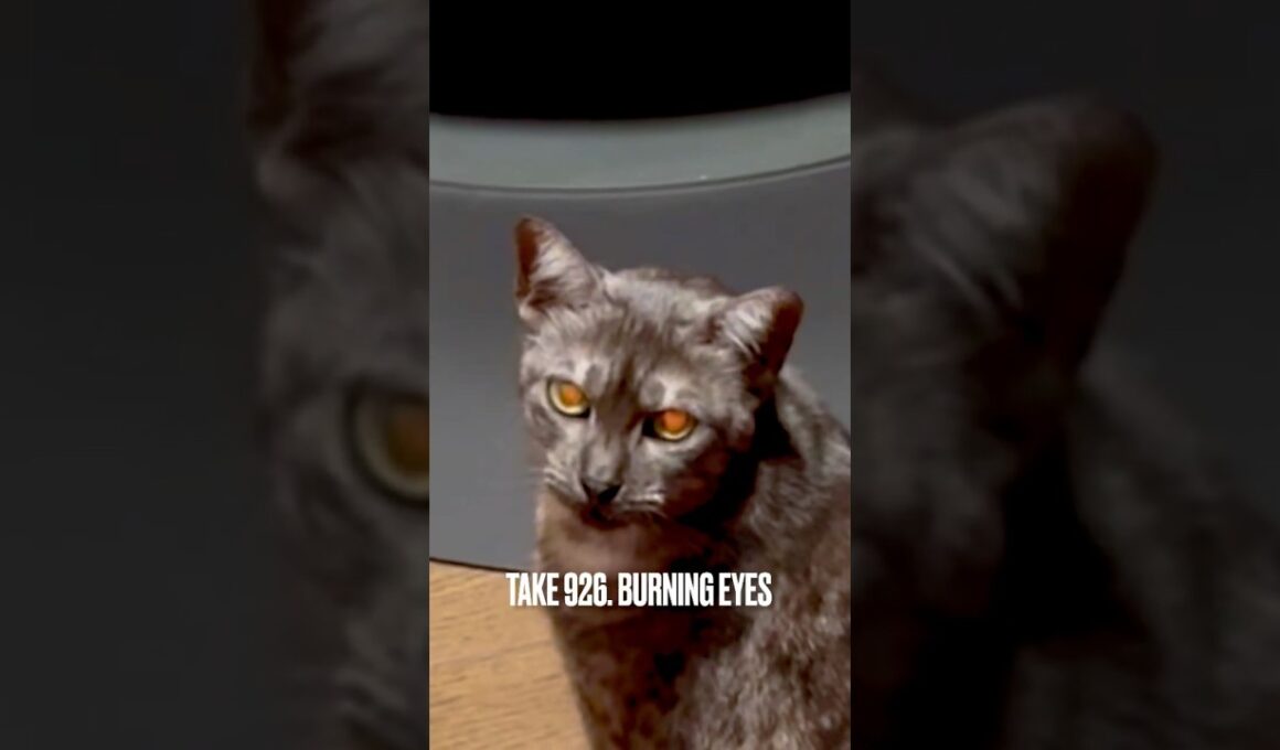 10/11 #薪ストーブ点火🔥 携帯を見つめるすすの #目が燃えてる ‼️@rika_ofen #burningeyes #egyptianmaucat #エジプシャンマウ #shorts