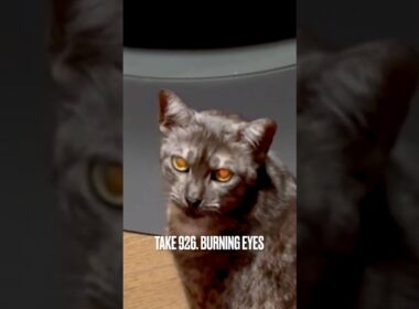 10/11 #薪ストーブ点火🔥 携帯を見つめるすすの #目が燃えてる ‼️@rika_ofen #burningeyes #egyptianmaucat #エジプシャンマウ #shorts