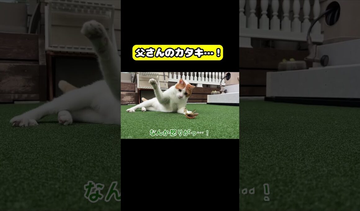 父さんのカタキ！#猫 #おもしろ #アテレコ #ニャンチューバーつくし