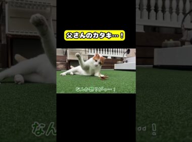 父さんのカタキ！#猫 #おもしろ #アテレコ #ニャンチューバーつくし