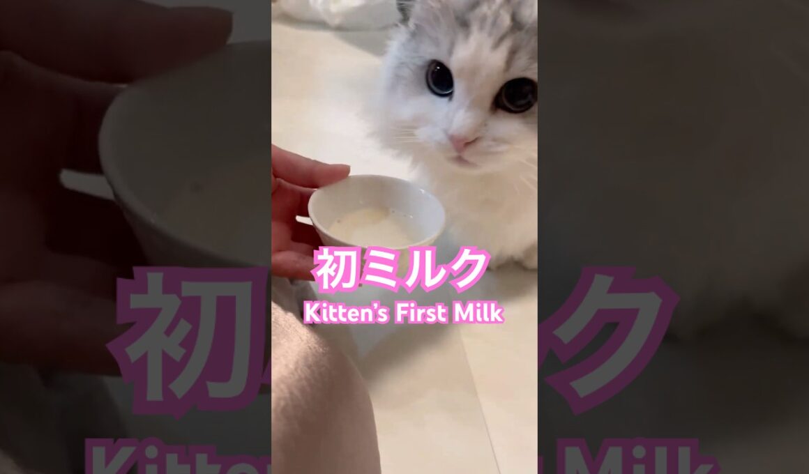 初めてのミルクに夢中になる子猫が尊すぎる #minuetcat #cat #munchkinfold #ミヌエット #猫のいる暮らし #子ネコ #猫のいる生活 #子猫 #ねこ