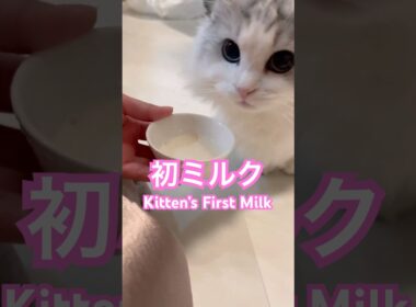 初めてのミルクに夢中になる子猫が尊すぎる #minuetcat #cat #munchkinfold #ミヌエット #猫のいる暮らし #子ネコ #猫のいる生活 #子猫 #ねこ