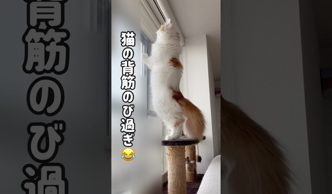 【スコティッシュフォールド】猫背じゃない仔猫