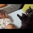 全力で猫吸いされる猫　ラガマフィンA cat being sniffed. Ragamuffin