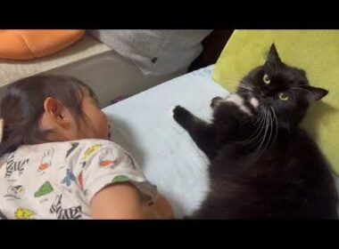 全力で猫吸いされる猫　ラガマフィンA cat being sniffed. Ragamuffin