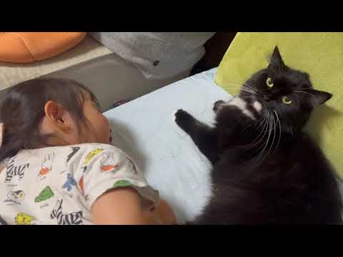 全力で猫吸いされる猫　ラガマフィンA cat being sniffed. Ragamuffin