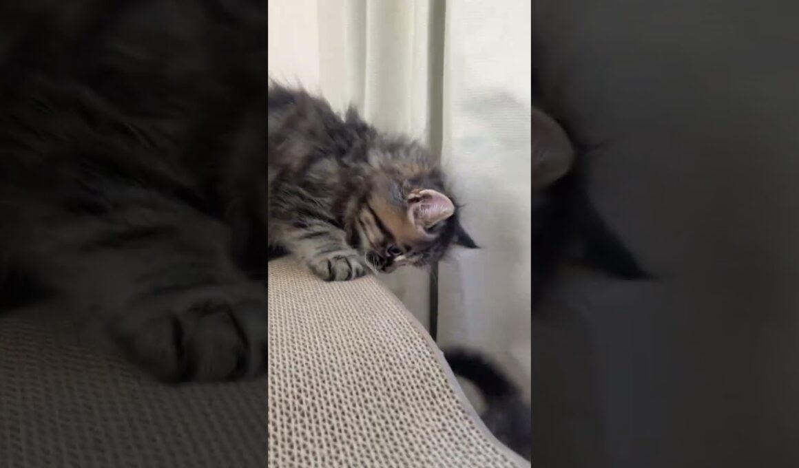 サイベリアン 親猫全頭多数遺伝子検査クリア◇可愛くかっこよく❤︎丸いフォルムのサイベリアン　ブラウンパッチドタビー（やわらかもふもふ）