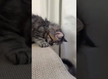 サイベリアン 親猫全頭多数遺伝子検査クリア◇可愛くかっこよく❤︎丸いフォルムのサイベリアン　ブラウンパッチドタビー（やわらかもふもふ）