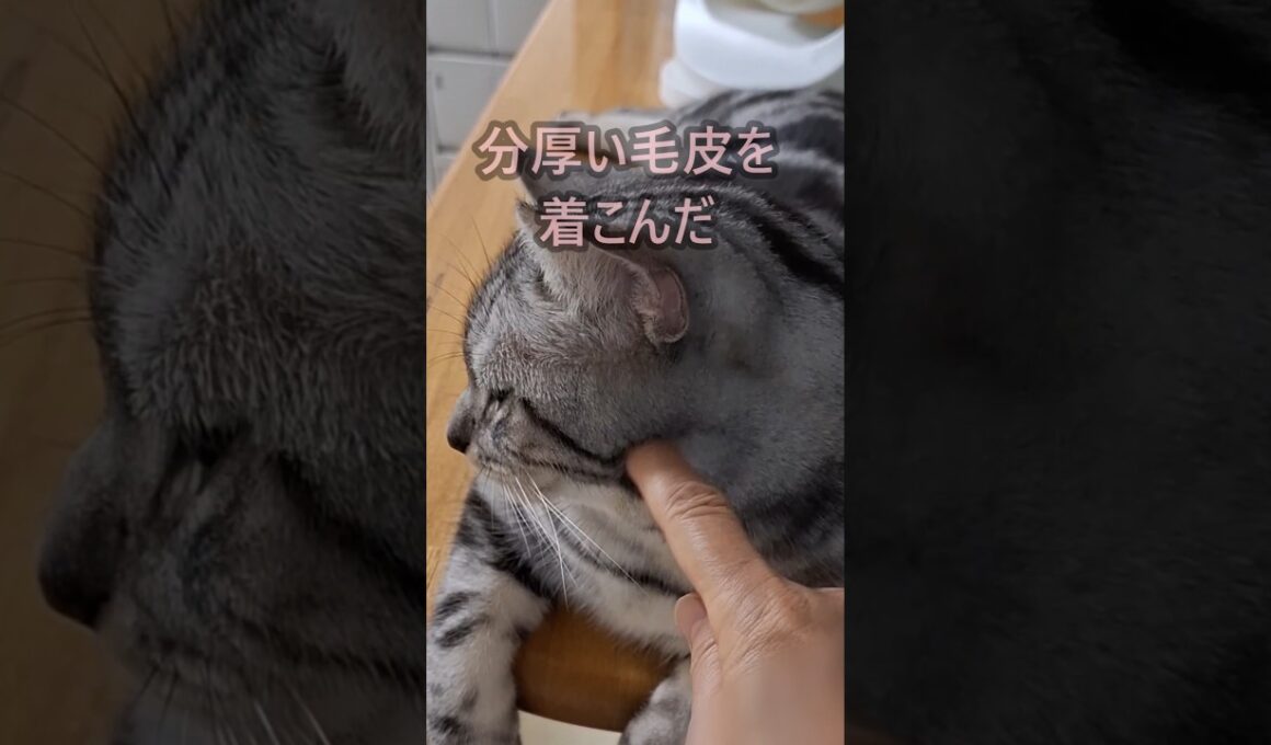 ｢#アメショ #キリアンの日常 アイツは気まぐれで癒しの子｣#shorts  #アメリカンショートヘアー  #ねこ #cat  #猫 #猫のいる暮らし