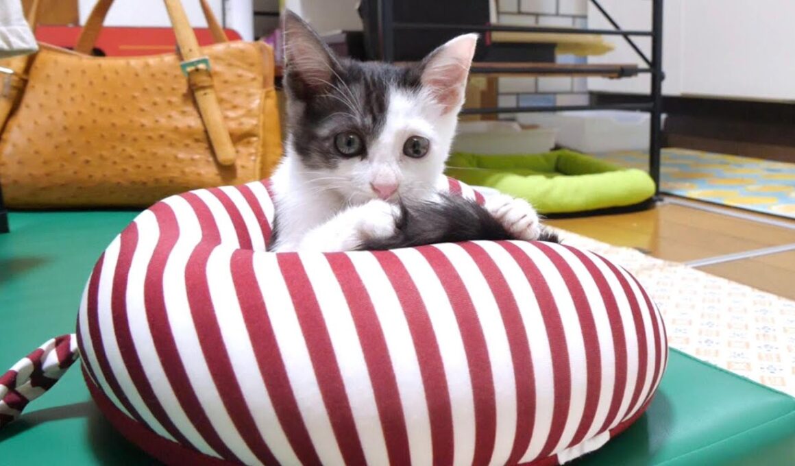 子猫が枕を占拠して返してくれません【赤ちゃん猫　保護猫】