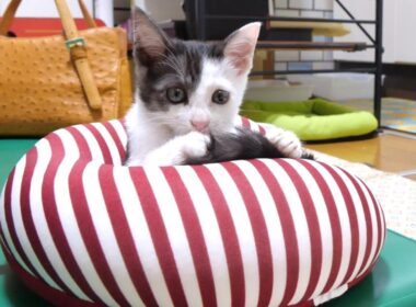 子猫が枕を占拠して返してくれません【赤ちゃん猫　保護猫】